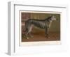 Dark Grey Deerhound Stares Thoughtfully into the Distance-null-Framed Art Print