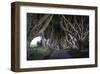 Dark Hedges Northern Ireland-null-Framed Art Print