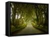 Dark Hedges Road through Old Trees-BackyardProductions-Framed Stretched Canvas