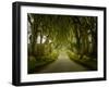 Dark Hedges Road through Old Trees-BackyardProductions-Framed Photographic Print