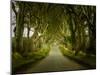 Dark Hedges Road through Old Trees-BackyardProductions-Mounted Photographic Print