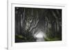 Dark Hedges-Nicola Molteni-Framed Giclee Print