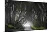 Dark Hedges-Nicola Molteni-Mounted Giclee Print