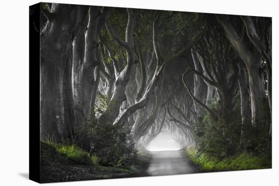 Dark Hedges-Nicola Molteni-Stretched Canvas