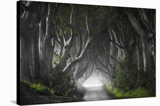 Dark Hedges-Nicola Molteni-Stretched Canvas