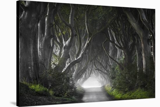 Dark Hedges-Nicola Molteni-Stretched Canvas