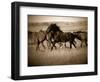 Dark Horse-J.C. Leacock-Framed Photographic Print