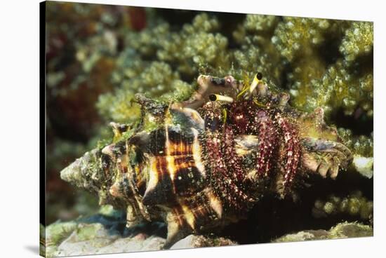 Dark Knee Hermit Crab-Hal Beral-Stretched Canvas