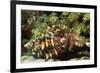 Dark Knee Hermit Crab-Hal Beral-Framed Photographic Print