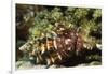 Dark Knee Hermit Crab-Hal Beral-Framed Photographic Print