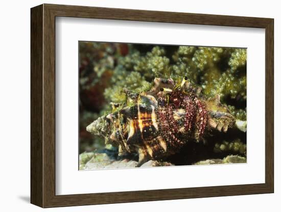 Dark Knee Hermit Crab-Hal Beral-Framed Photographic Print