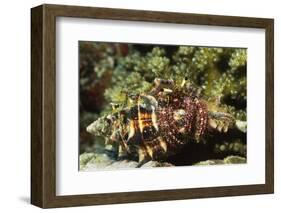 Dark Knee Hermit Crab-Hal Beral-Framed Photographic Print