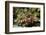 Dark Knee Hermit Crab-Hal Beral-Framed Photographic Print