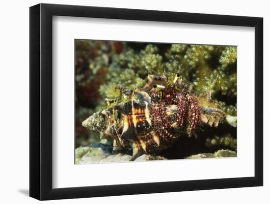 Dark Knee Hermit Crab-Hal Beral-Framed Photographic Print