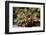 Dark Knee Hermit Crab-Hal Beral-Framed Photographic Print