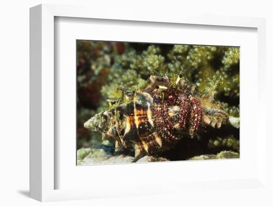 Dark Knee Hermit Crab-Hal Beral-Framed Photographic Print