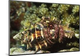 Dark Knee Hermit Crab-Hal Beral-Mounted Photographic Print