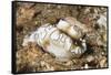 Dark Margin Glossodoris-Hal Beral-Framed Stretched Canvas
