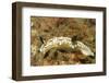 Dark Margin Glossodoris-Hal Beral-Framed Photographic Print