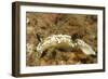 Dark Margin Glossodoris-Hal Beral-Framed Photographic Print