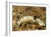 Dark Margin Glossodoris-Hal Beral-Framed Photographic Print