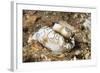 Dark Margin Glossodoris-Hal Beral-Framed Photographic Print