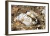 Dark Margin Glossodoris-Hal Beral-Framed Photographic Print