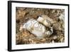 Dark Margin Glossodoris-Hal Beral-Framed Photographic Print