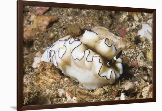 Dark Margin Glossodoris-Hal Beral-Framed Photographic Print