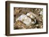 Dark Margin Glossodoris-Hal Beral-Framed Photographic Print