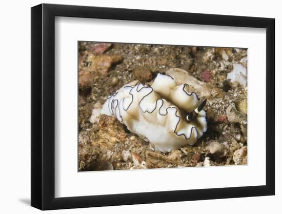 Dark Margin Glossodoris-Hal Beral-Framed Photographic Print