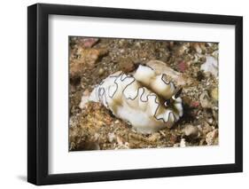 Dark Margin Glossodoris-Hal Beral-Framed Photographic Print