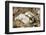 Dark Margin Glossodoris-Hal Beral-Framed Photographic Print