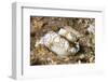 Dark Margin Glossodoris-Hal Beral-Framed Photographic Print