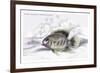 Dark Marked Centrarchus-Robert Hermann Schomburgk-Framed Art Print