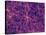 Dark Matter Distribution-Volker Springel-Stretched Canvas