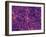 Dark Matter Distribution-Volker Springel-Framed Photographic Print