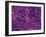 Dark Matter Distribution-Volker Springel-Framed Photographic Print