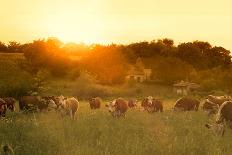 Farmland Summer Scene in Sunset-Dark Moon Pictures-Framed Stretched Canvas