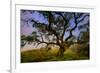 Dark Oak, Petaluma Hills, Northern California, Bay Area Trees-Vincent James-Framed Photographic Print