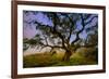 Dark Oak, Petaluma Hills, Northern California, Bay Area Trees-Vincent James-Framed Photographic Print