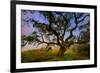 Dark Oak, Petaluma Hills, Northern California, Bay Area Trees-Vincent James-Framed Photographic Print