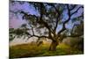 Dark Oak, Petaluma Hills, Northern California, Bay Area Trees-Vincent James-Mounted Photographic Print