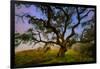 Dark Oak, Petaluma Hills, Northern California, Bay Area Trees-Vincent James-Framed Photographic Print