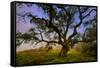 Dark Oak, Petaluma Hills, Northern California, Bay Area Trees-Vincent James-Framed Stretched Canvas