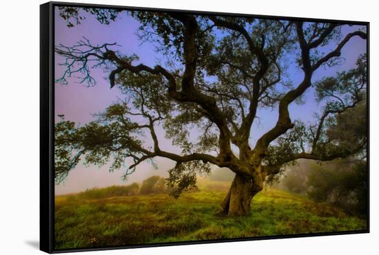 Dark Oak, Petaluma Hills, Northern California, Bay Area Trees-Vincent James-Framed Stretched Canvas