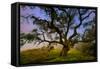 Dark Oak, Petaluma Hills, Northern California, Bay Area Trees-Vincent James-Framed Stretched Canvas