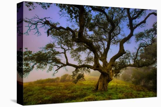 Dark Oak, Petaluma Hills, Northern California, Bay Area Trees-Vincent James-Stretched Canvas