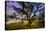 Dark Oak, Petaluma Hills, Northern California, Bay Area Trees-Vincent James-Stretched Canvas
