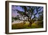 Dark Oak, Petaluma Hills, Northern California, Bay Area Trees-Vincent James-Framed Photographic Print